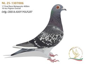 NL 25-1307006