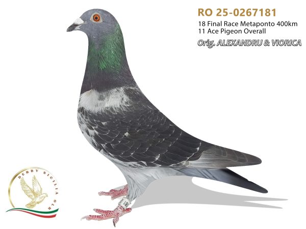 RO 25-0267181
