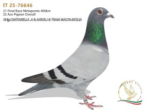 IT 25-76646