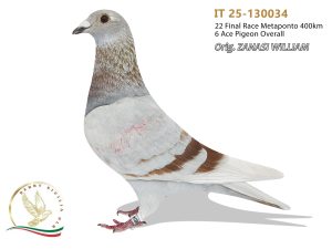 IT 25-130034