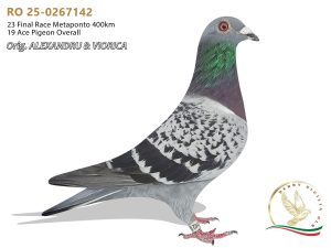RO 25-0267142