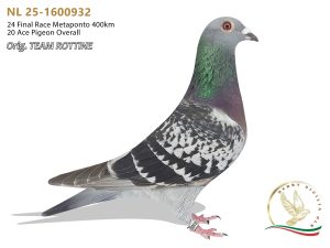 NL 25-1600932