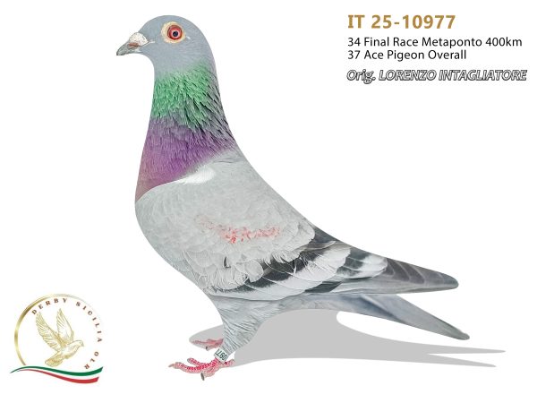 IT 25-10977