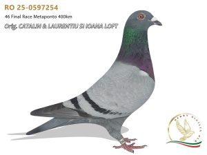 RO 25-0597254