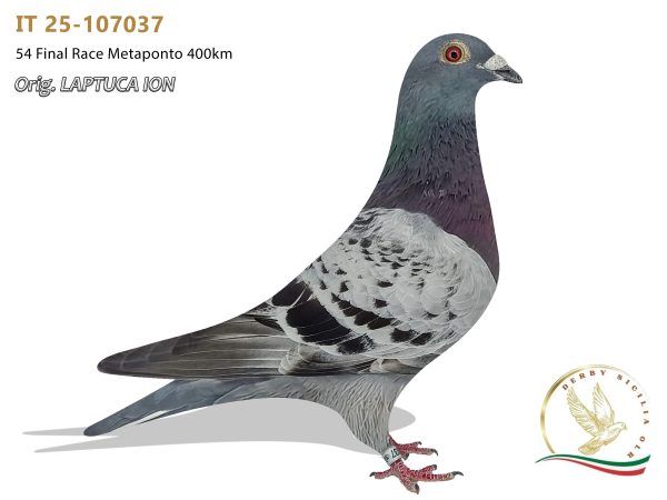 IT 25-107037